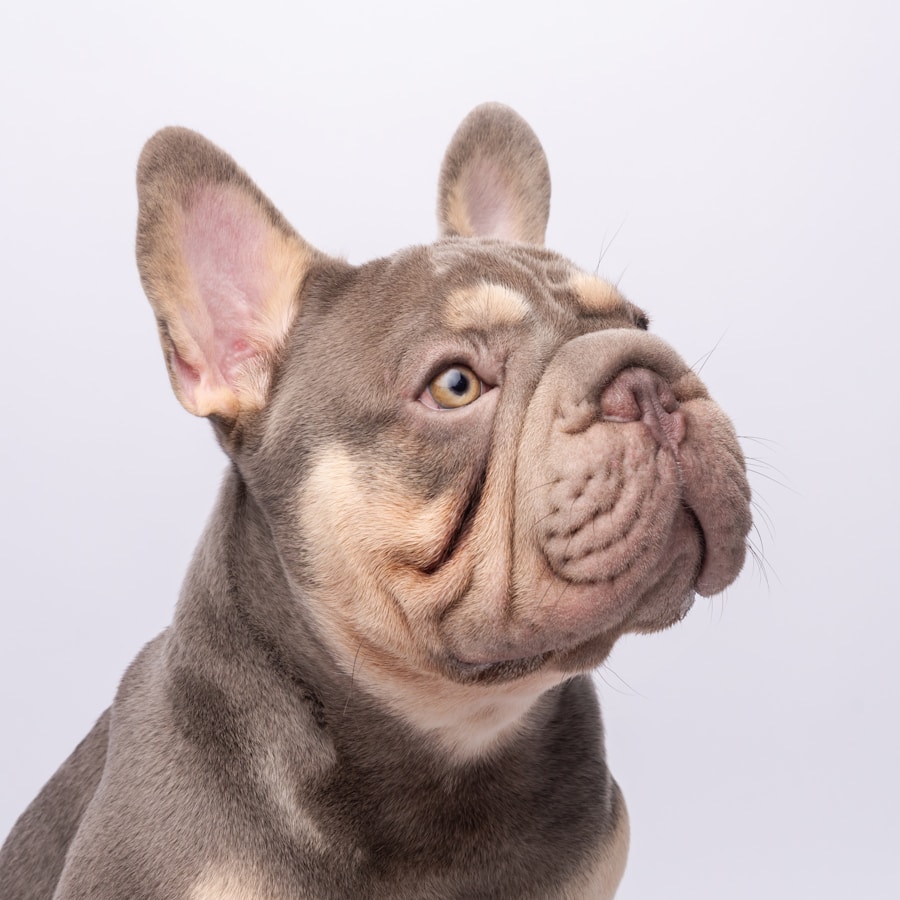 Lilac French Bulldog looking up with tan markings