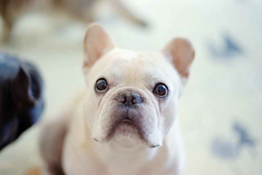 Cute French Bulldog looking directly at the camera