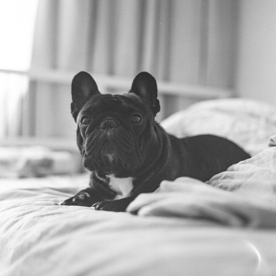 Black French Bulldog resting on a white bed