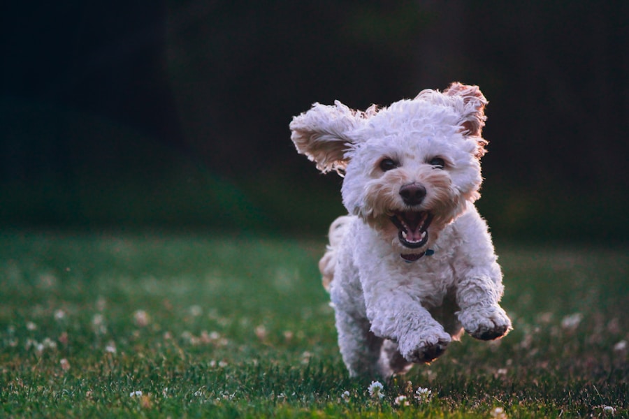 French Bulldog playing outdoors in the grass