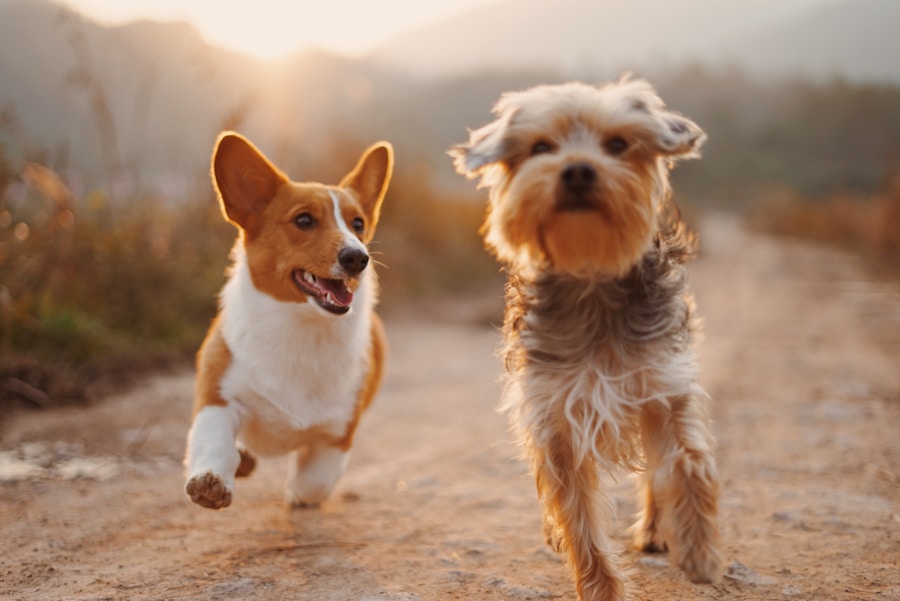 Two dogs playing together in a field