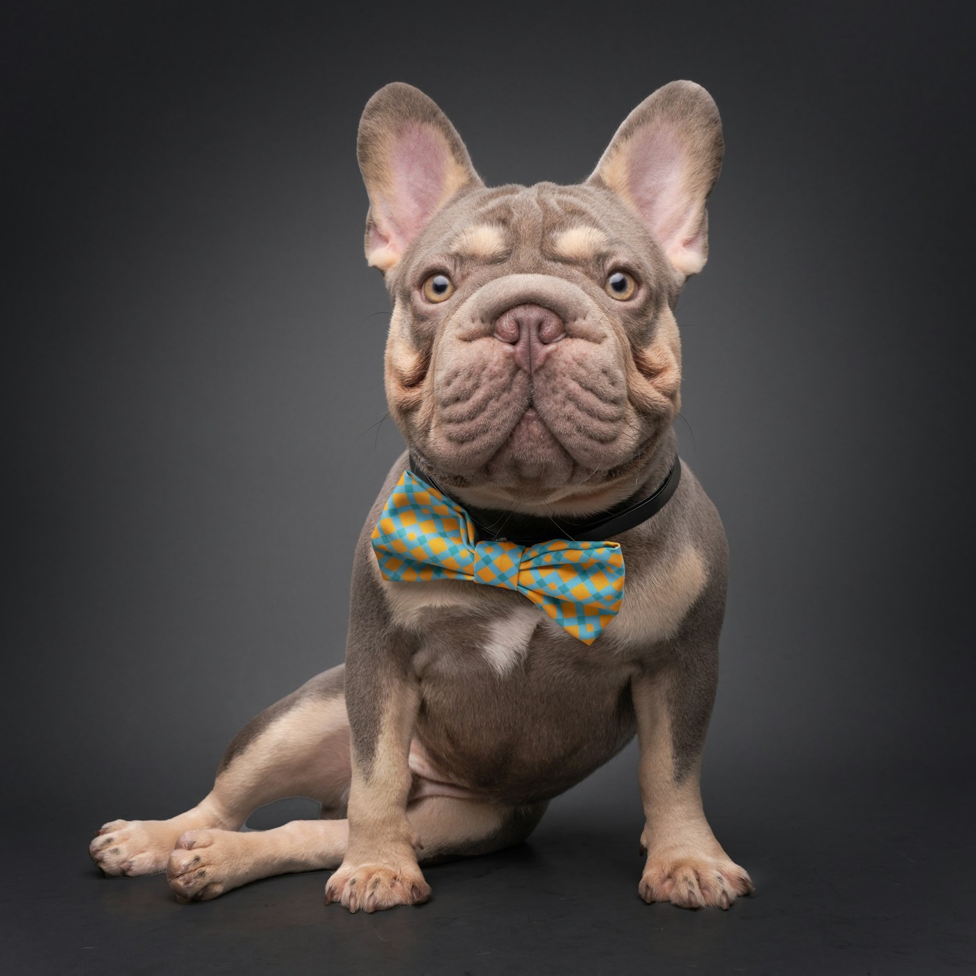 French Bulldog wearing a bow tie, sitting elegantly